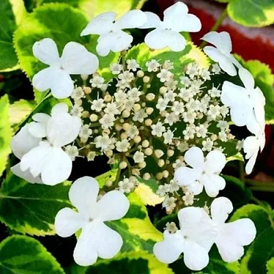 Гортензия МИРАНДА черешковая  Гортензия МИРАНДА черешковая в Ростове-на-Дону