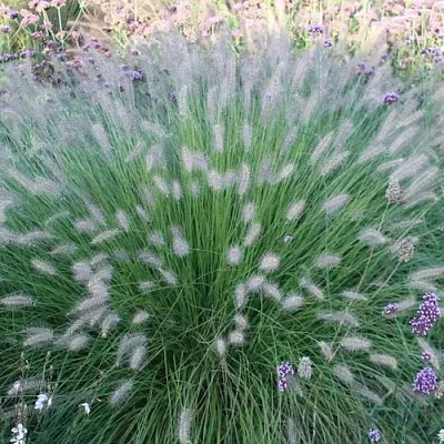 Пеннисетум ХАМЕЛН  Пеннисетум ХАМЕЛН в Ростове-на-Дону