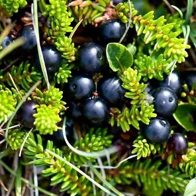 Водяника  Водяника в Ростове-на-Дону