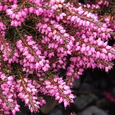 Эрика СТИНКЕ дарленская  Эрика СТИНКЕ дарленская в Ростове-на-Дону