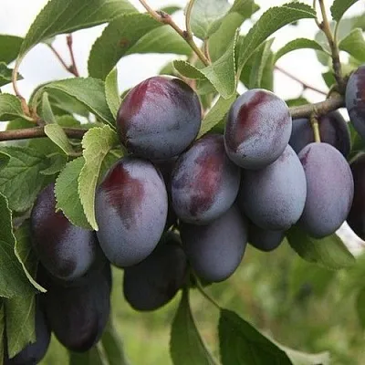 Слива РЕНКЛОД  Слива РЕНКЛОД в Ростове-на-Дону