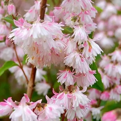 саженцы дейции саженцы дейции