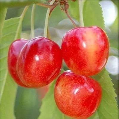 Черешня МЕДУНИЦА  Черешня МЕДУНИЦА в Ростове-на-Дону