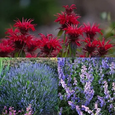 Комплект АРОМАТНЫЙ ЧАЙ в Ростове-на-Дону