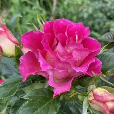 Саженцы роз БРЕРА флорибунда  Саженцы роз БРЕРА флорибунда в Ростове-на-Дону