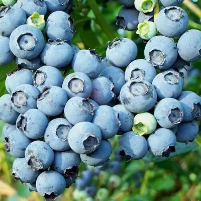 Голубика ПУРУ в Ростове-на-Дону