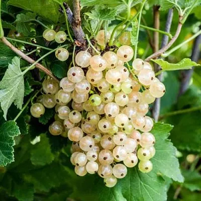 Смородина белая БЕЛАЯ ПОТАПЕНКО  Смородина белая БЕЛАЯ ПОТАПЕНКО в Ростове-на-Дону