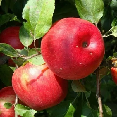 Яблоня ВАЛЕРИЯ  Яблоня ВАЛЕРИЯ в Ростове-на-Дону