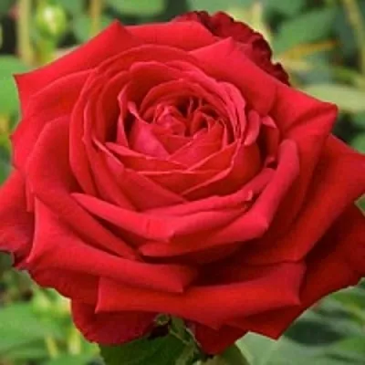 Саженцы роз СОФИ ЛОРЕН чайно-гибридная  Саженцы роз СОФИ ЛОРЕН чайно-гибридная в Ростове-на-Дону