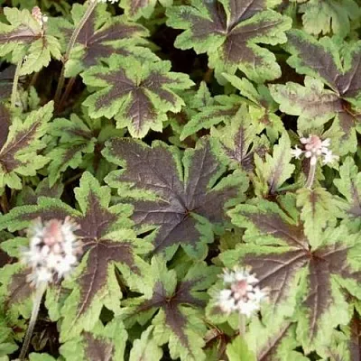 Гейхера ШУГА ЭНД СПАЙС  Гейхера ШУГА ЭНД СПАЙС в Ростове-на-Дону