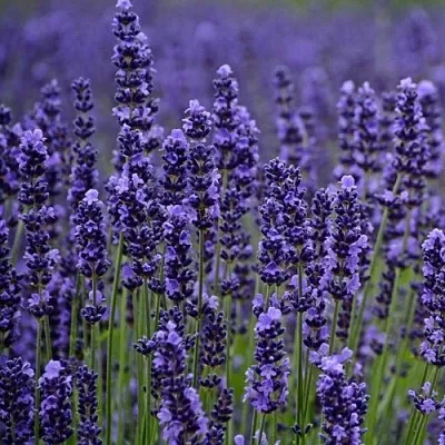Лаванда МАНСТЕД узколистная  Лаванда МАНСТЕД узколистная в Ростове-на-Дону