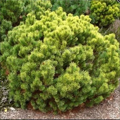 Ель ДАНС ДВАРФ обыкновення  Ель ДАНС ДВАРФ обыкновення в Ростове-на-Дону