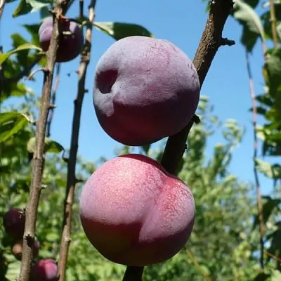 Плумкот ВЕЙ ВОНГ  Плумкот ВЕЙ ВОНГ в Ростове-на-Дону