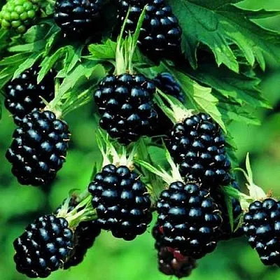 Ежевика КИТАНИНИ бесшипная  Ежевика КИТАНИНИ бесшипная в Ростове-на-Дону