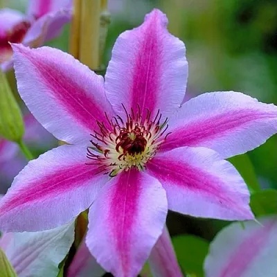 Клематис НЕЛЛИ МОЗЕР  Клематис НЕЛЛИ МОЗЕР в Ростове-на-Дону