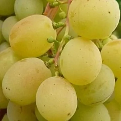 Виноград ТАЛИСМАН  Виноград ТАЛИСМАН в Ростове-на-Дону