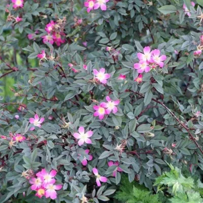 Саженцы роз сизая в Ростове-на-Дону