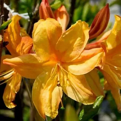 Азалия ГОЛДЕН ЛАЙТС листопадная  Азалия ГОЛДЕН ЛАЙТС листопадная в Ростове-на-Дону