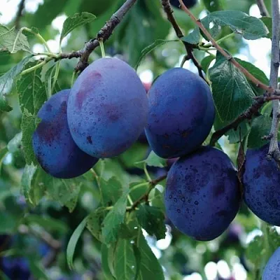 Слива ЭМПРЕСС  Слива ЭМПРЕСС в Ростове-на-Дону