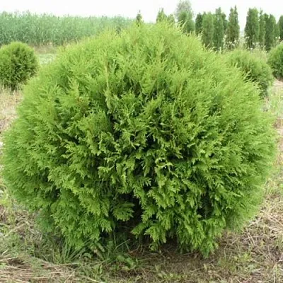 Туя ГЛОБОЗА западная  Туя ГЛОБОЗА западная в Ростове-на-Дону