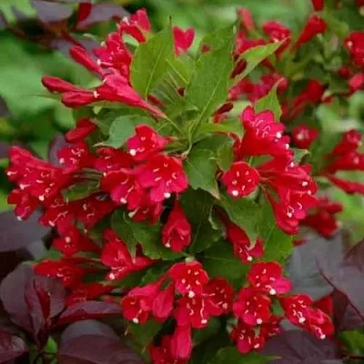 Вейгела РЕД ПРИНЦ  Вейгела РЕД ПРИНЦ в Ростове-на-Дону