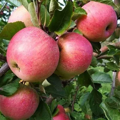 Яблоня ТЕРЕМОК  Яблоня ТЕРЕМОК в Ростове-на-Дону