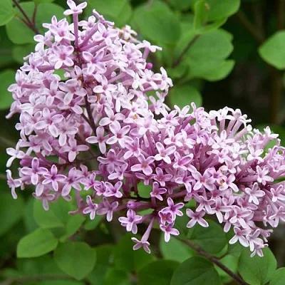 Сирень ПАЛИБИН   Сирень ПАЛИБИН  в Ростове-на-Дону