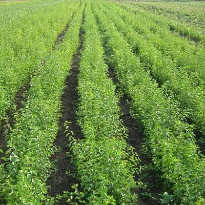 Подвой  Подвой в Ростове-на-Дону