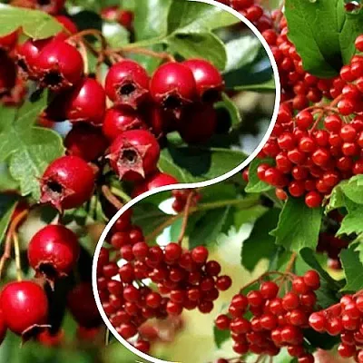 Комплект БУДЬ ЗДОРОВ в Ростове-на-Дону