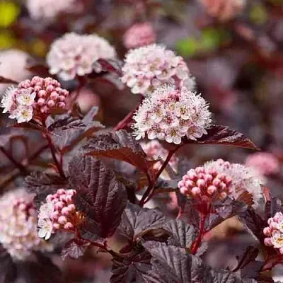 Пузыреплодник АНДРЕ   Пузыреплодник АНДРЕ  в Ростове-на-Дону