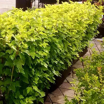 Комплект АНГЕЛ ГОЛД в Ростове-на-Дону