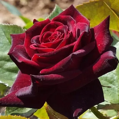 Саженцы роз БЛЭК БАККАРА чайно-гибридная  Саженцы роз БЛЭК БАККАРА чайно-гибридная в Ростове-на-Дону