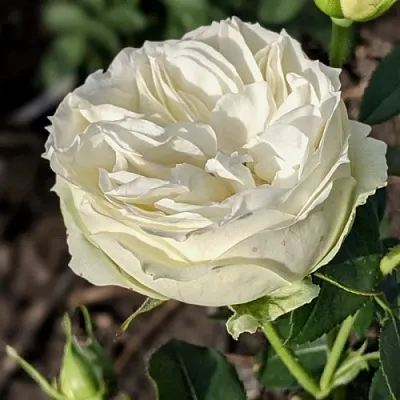 Саженцы роз ВАЙТ ПИАНО чайно-гибридная  Саженцы роз ВАЙТ ПИАНО чайно-гибридная в Ростове-на-Дону