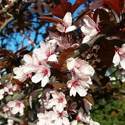 Слива ВУДИ растопыренная  Слива ВУДИ растопыренная в Ростове-на-Дону