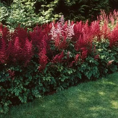 Астильба ГРАНАТ Арендса  Астильба ГРАНАТ Арендса в Ростове-на-Дону