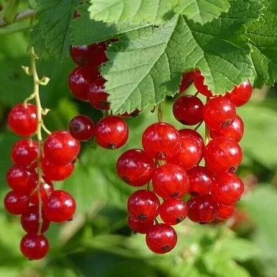 Смородина красная РОНДОМ  Смородина красная РОНДОМ в Ростове-на-Дону