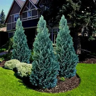 Кипарисовик ВАН ПЕЛЬТС БЛЮ лавсона  Кипарисовик ВАН ПЕЛЬТС БЛЮ лавсона в Ростове-на-Дону