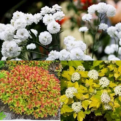 Комплект СОЛНЕЧНЫЙ МИКС в Ростове-на-Дону