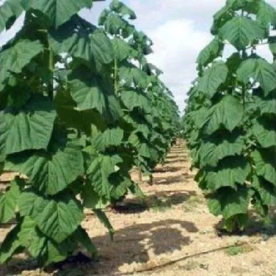 Павлония ПАО ТОГН Z07 — описание сорта Павлония ПАО ТОГН Z07 в Ростове-на-Дону