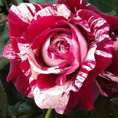 Саженцы роз ХУЛИО ИГЛЕСИАС чайно-гибридная  Саженцы роз ХУЛИО ИГЛЕСИАС чайно-гибридная в Ростове-на-Дону