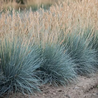 Овсяница АЙСФОГЕЛЬ сизая  Овсяница АЙСФОГЕЛЬ сизая в Ростове-на-Дону