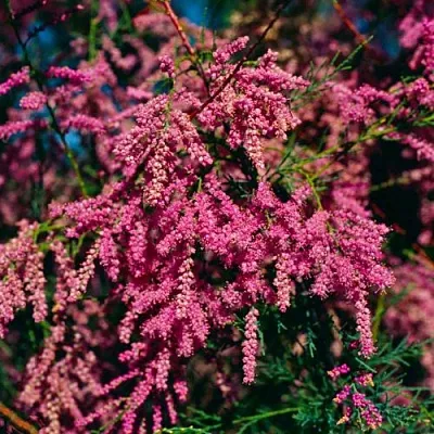 Тамарикс  Тамарикс в Ростове-на-Дону