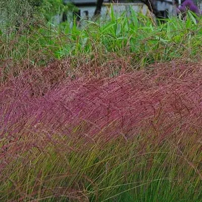 Овсянница АМЕТИСТОВАЯ  Овсянница АМЕТИСТОВАЯ в Ростове-на-Дону