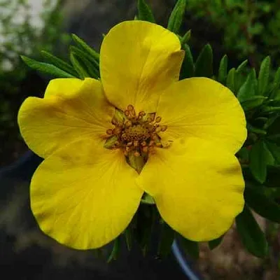 Лапчатка ГОЛДФИНГЕР кустарниковая  Лапчатка ГОЛДФИНГЕР кустарниковая в Ростове-на-Дону