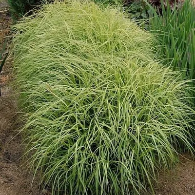 Осока ВАРИЕГАТА пальмолистная  Осока ВАРИЕГАТА пальмолистная в Ростове-на-Дону