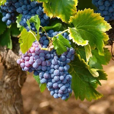 Виноград ЗИЛГА  Виноград ЗИЛГА в Ростове-на-Дону