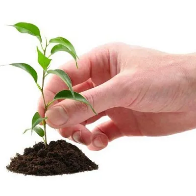 Саженцы  Саженцы в Ростове-на-Дону