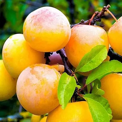 Слива МИНСКАЯ  Слива МИНСКАЯ в Ростове-на-Дону