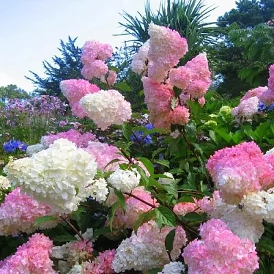 Гортензия ВАНИЛЛА ФРАЙЗ метельчатая  Гортензия ВАНИЛЛА ФРАЙЗ метельчатая в Ростове-на-Дону