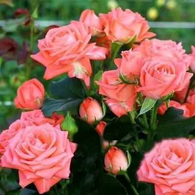 Саженцы роз БАРБАДОС спрей  Саженцы роз БАРБАДОС спрей в Ростове-на-Дону